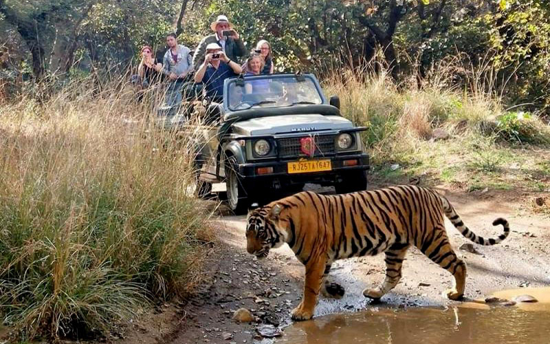 Ranthambore Jeep Safari