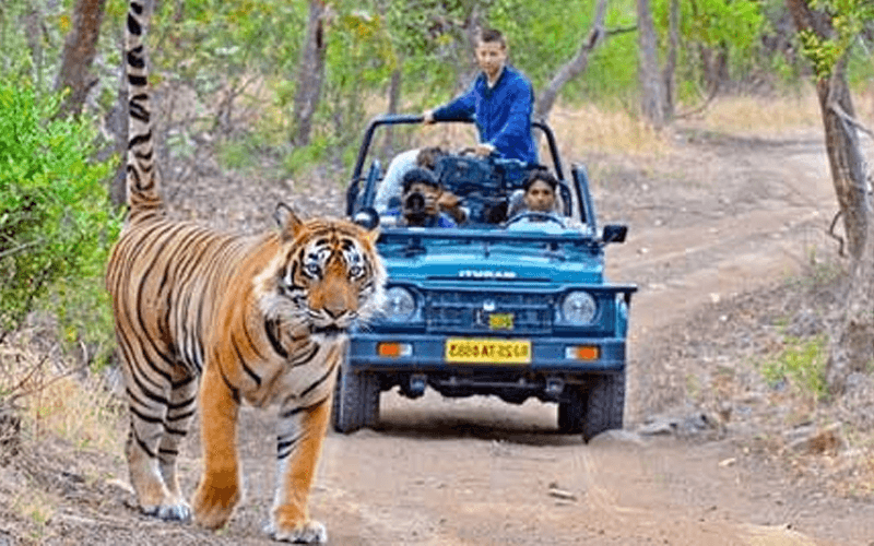 Ranthambore Tiger Safari